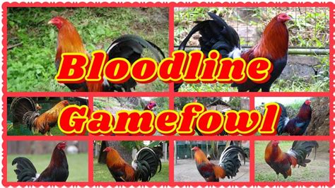 mga lahi ng manok panabong|Kilalanin: The Best Gamefowl Bloodlines in the .